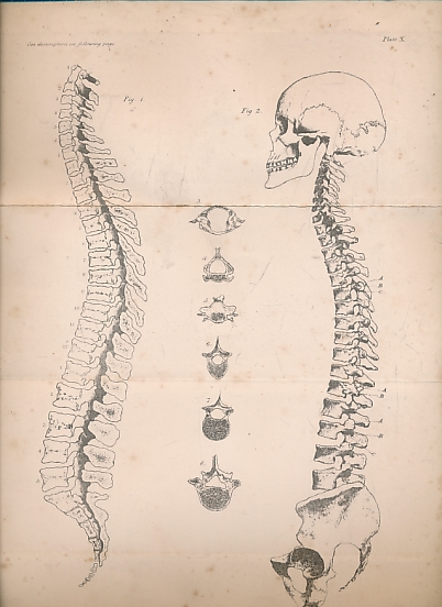 A Treatise on the Human Skeleton (Including the Joints).