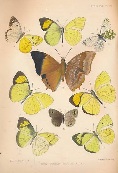 Lepidoptera of Bombay, Khasia Hills, Kurrachee, Mhow, Southern Aghanistan + New and Little Known Species of Indian Butterflies. 8 essays from Transactions and Proceedings.