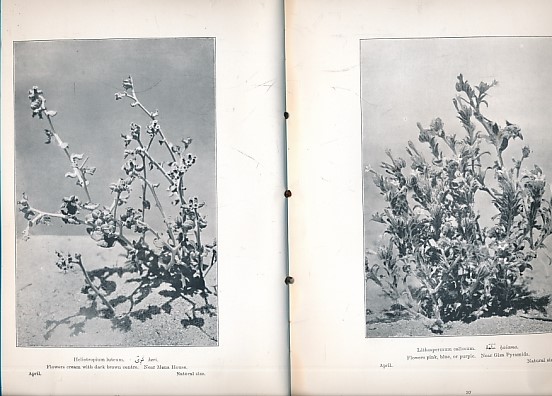 Some Desert Flowers Collected Near Cairo