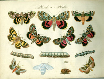 Les Papillons: Leur Histore, La Manière de Leur Faire La Chasse et de les Conserver; Ouvrage Amusant et Instructif