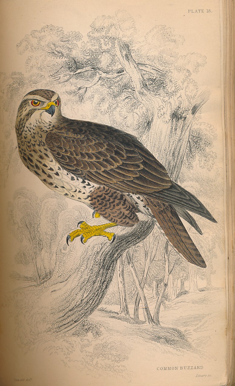 The Natural History of the Birds of Great Britain and Ireland. Part I. Birds of Prey.