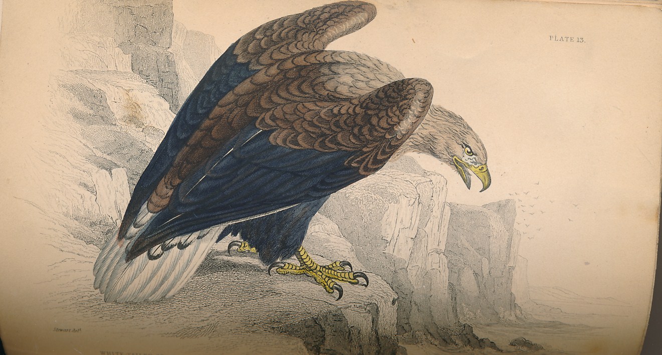 The Natural History of the Birds of Great Britain and Ireland. Part I. Birds of Prey.