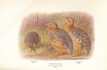 The Game-Birds of India, Burma and Ceylon. Vol III only. Pheasants and Bustard-Quail.