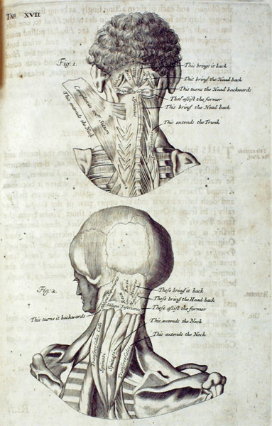 Myographia Nova: or a Graphical  Description of All the Muscles in the Human Body, As They Arise in Dissection: Distributed in Six Lectures.... Together with a Philosophical and Mathematical Account of the Mechanism of Muscular Motion.