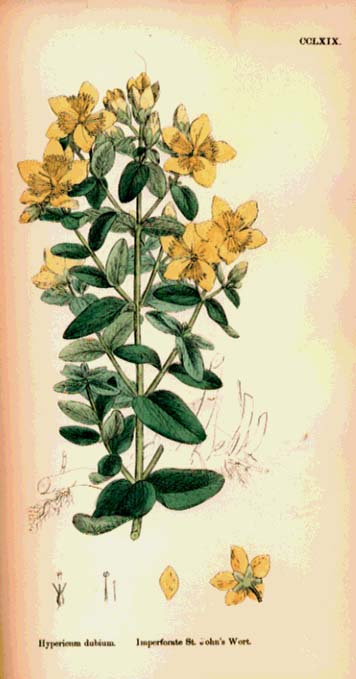 English Botany, or, Coloured Figures of British Plants. Volume II.  Resedaceae to Sapindaceae.