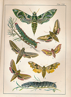 Familiar Butterflies and Moths