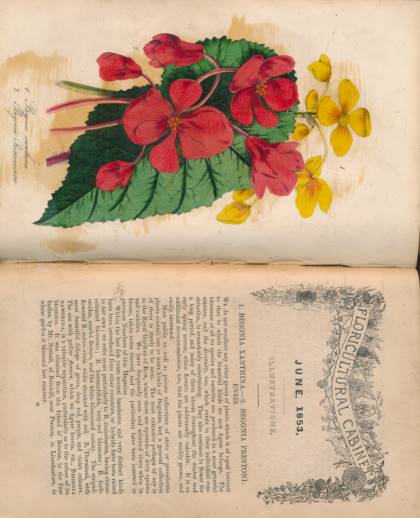 The Floricultural Cabinet and Florist's Magazine. Volume 21. 1853.