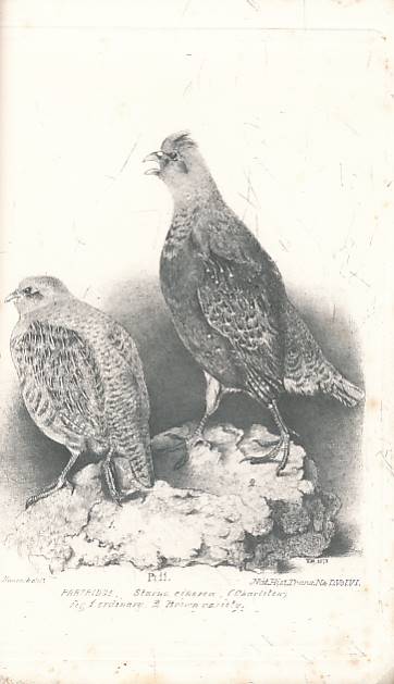 A Catalogue of the Birds of Northumberland and Durham. Natural History Transactions of Northumberland and Durham. Volume VI 1874.