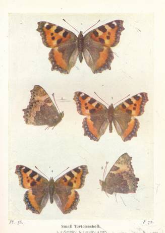 The Butterflies of the British Isles. The Wayside and Woodland Series. 1928.