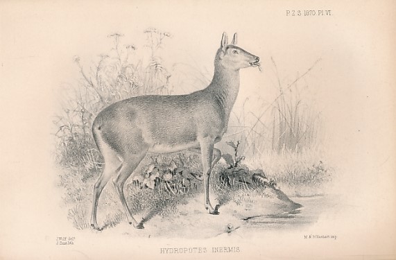 Proceedings of the Zoological Sociey of London for the Year 1870